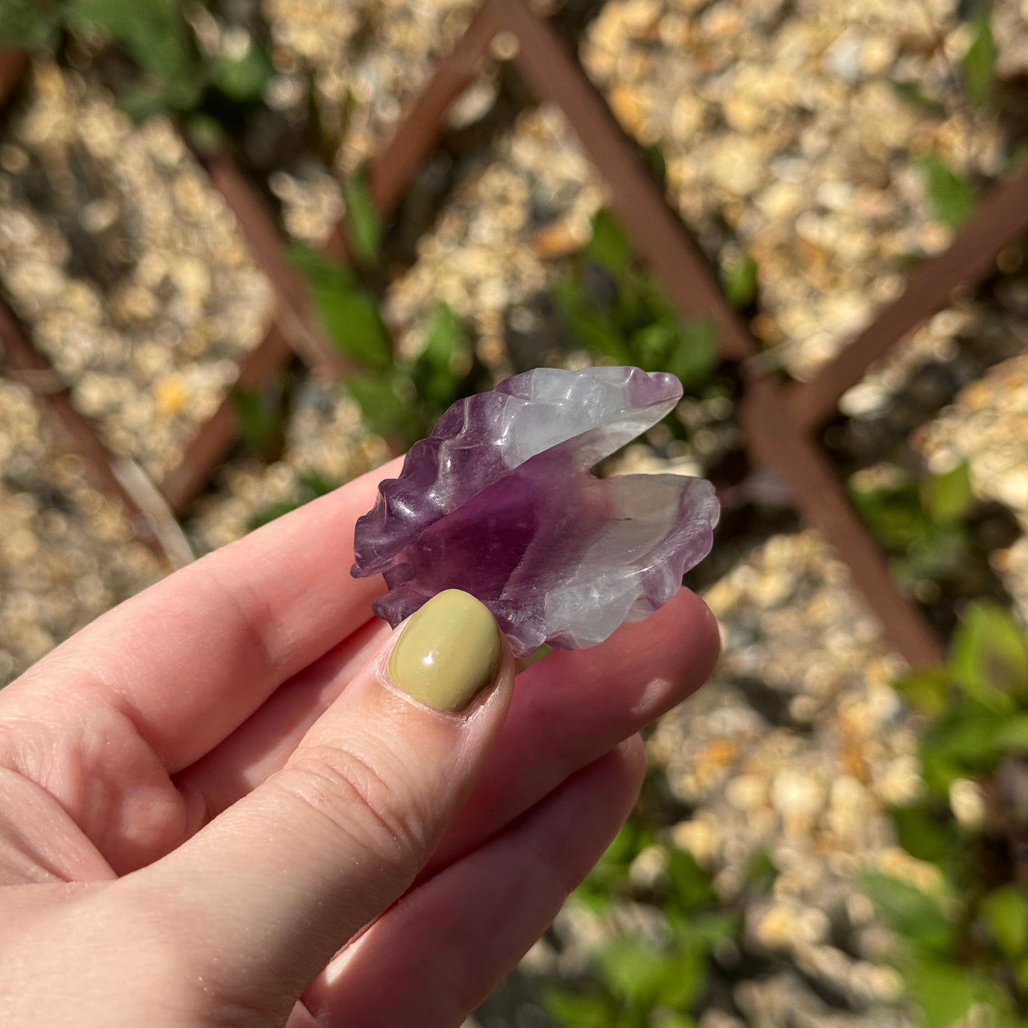Fluorite Clam Carving