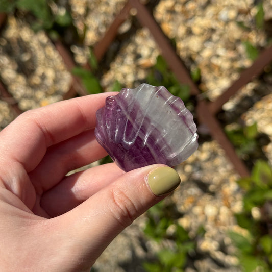 Fluorite Clam Carving